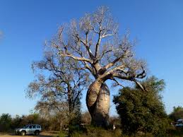 Baobab amoureux